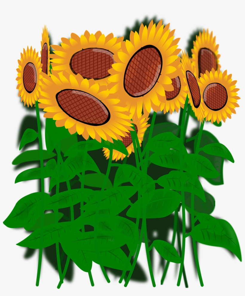Słoneczniki, Kwiaty, Natura, transparent png #6885891