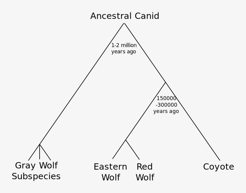 In 2000, A Study Looked At Red Wolves And Eastern Canadian, transparent png #6892030