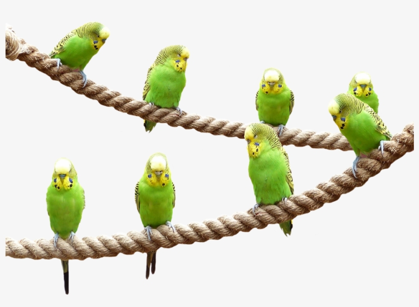Wellensttiche, Birds, Nature, Parakeet, Animal World, transparent png #6894558