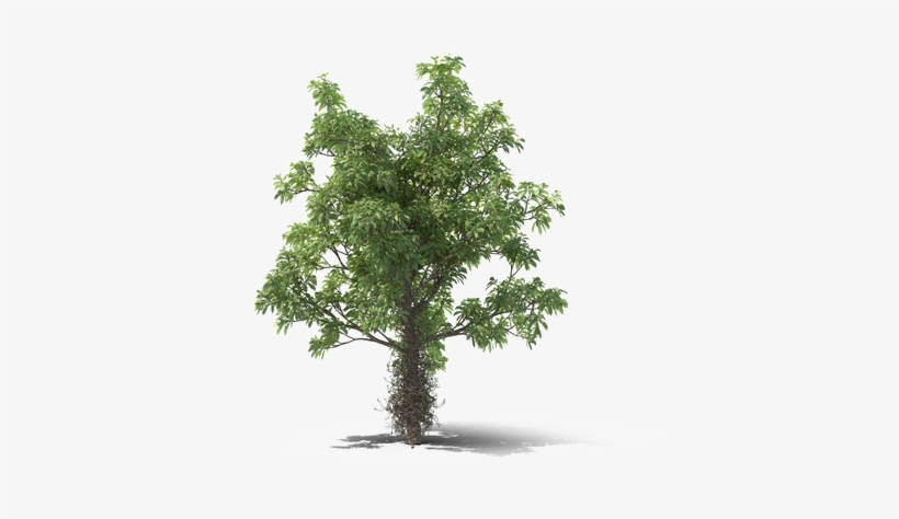 Rainforest Png Transparent Image, transparent png #6894799