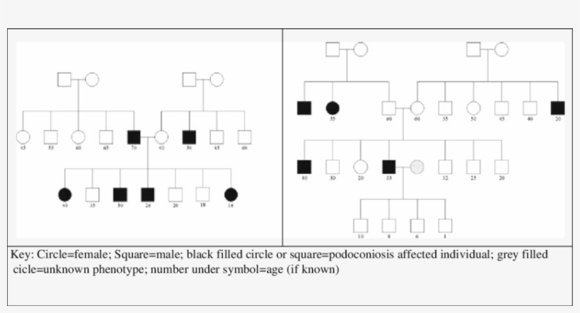 Two Family Pedigrees From Southern Ethiopia, transparent png #6895096