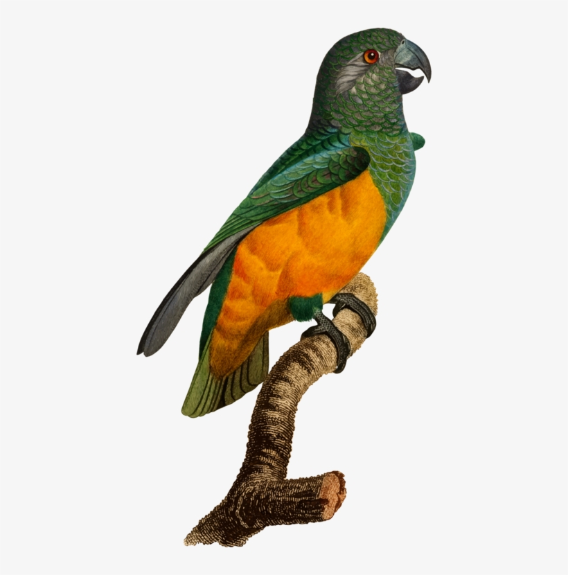 Budgerigar Bird Parrot, transparent png #6895313