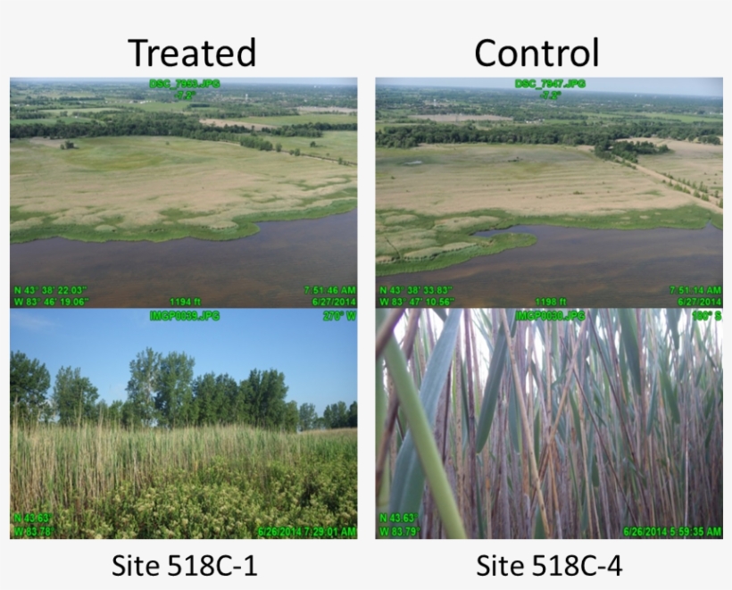 Vegetation Methodology2, transparent png #6896097