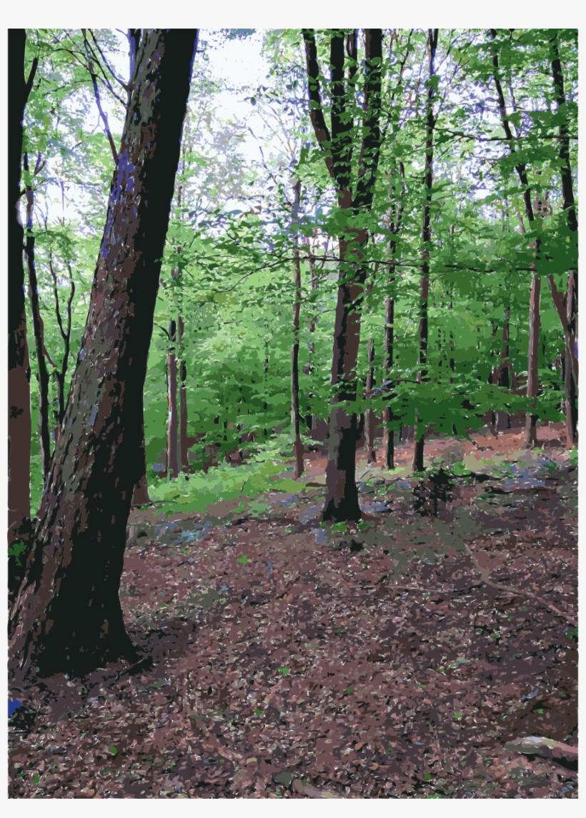 Forest Clipart Temperate Broadleaf And Mixed Forest, transparent png #6896147