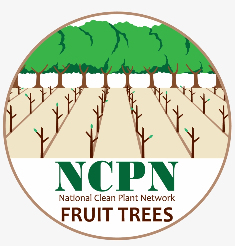 Ncpn-fruit Tree Png - Fruit Tree, transparent png #690023