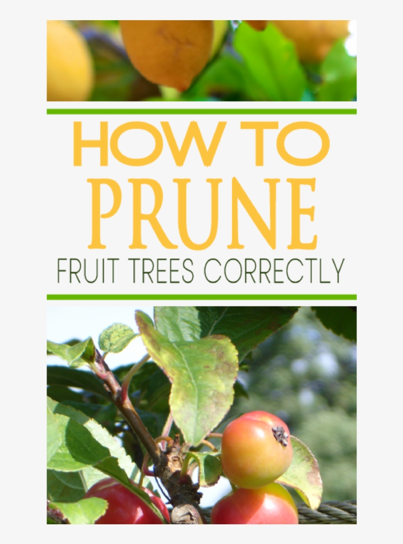 Great Instructions To Prune Your Tree Correctly - Prune Fruit, transparent png #690131