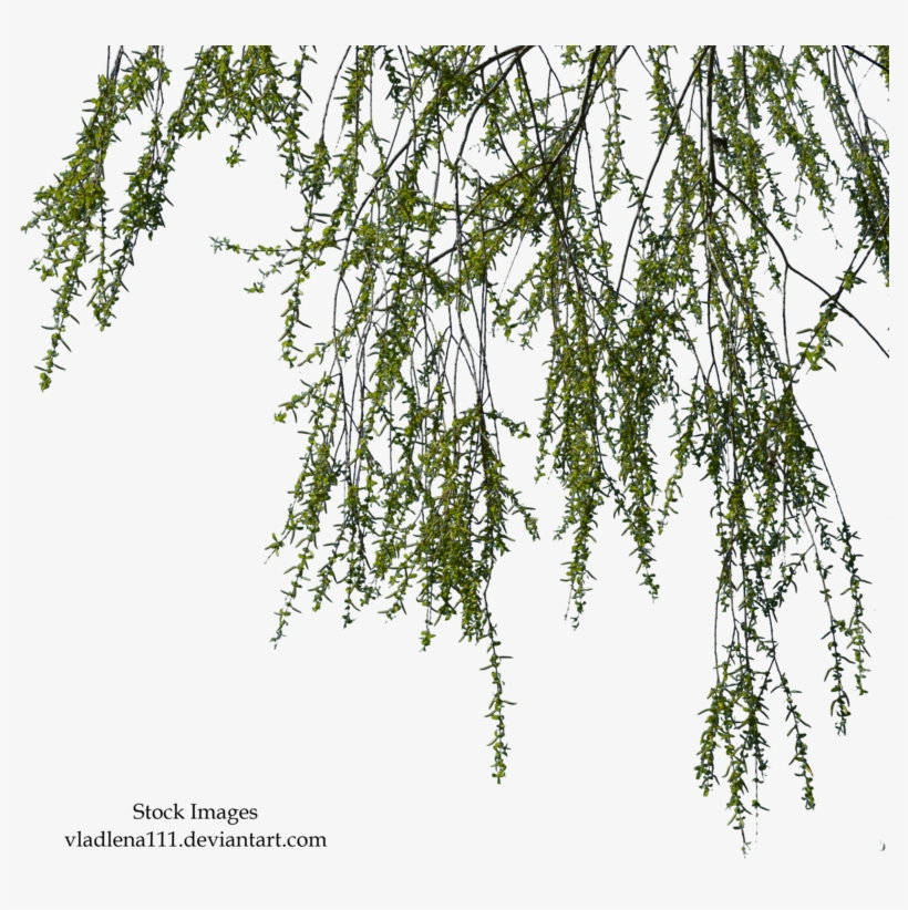 Willow Branch Png - Willow Branches Png, transparent png #690334