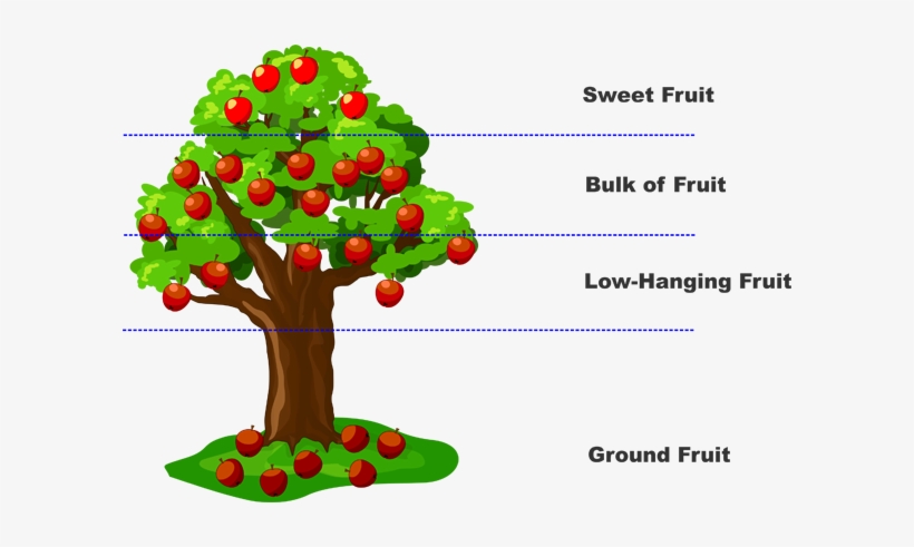 Apple Tree - Lean Low Hanging Fruit, transparent png #690571