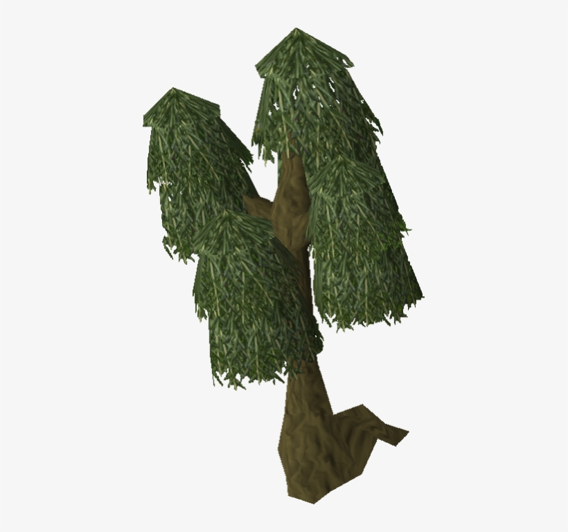 Image Willow Tree Old Png Runescape Wiki Fandom Powered - Runescape Willow Tree, transparent png #690572