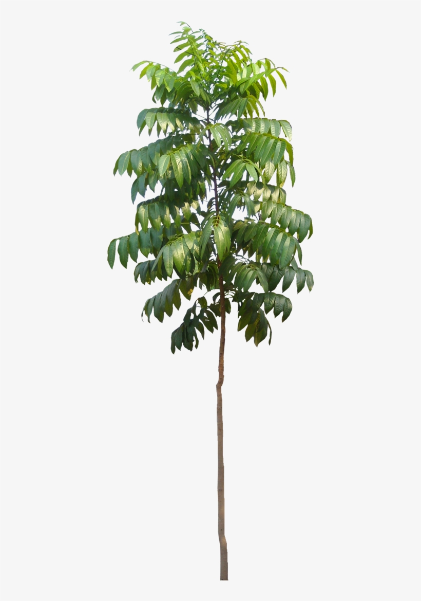 Tree Photoshop, Photoshop Brushes, Tree Plan Png, Autocad, - Papaya Tree Psd, transparent png #690593