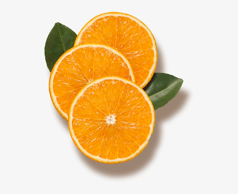 Florida's Natural Resources, transparent png #690812