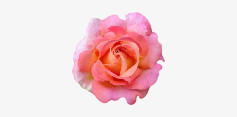 Pink Rose - Flowers With No Background, transparent png #691254