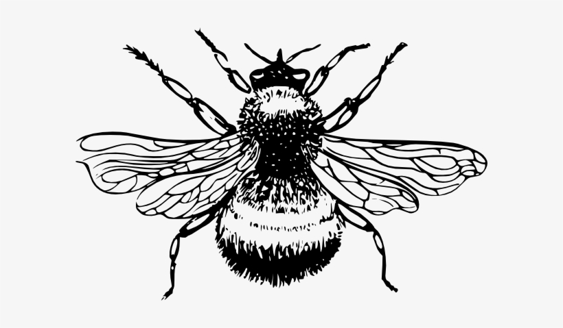 10 Bumble Bee Drawing Free Cliparts That You Can Download - Bumble Bee Black And White, transparent png #692738