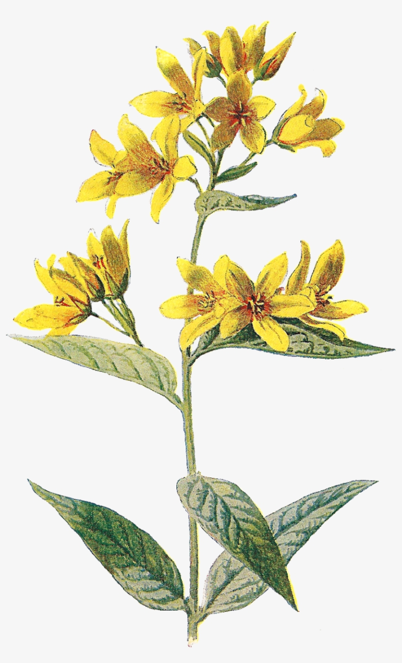 Wild Flower Png - Png Wild Flower, transparent png #693105