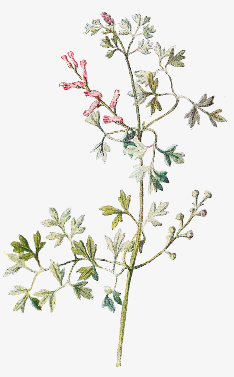 Tiny Flowers Png Transparent Tiny Flowers - Wildflowers Clipart, transparent png #693243