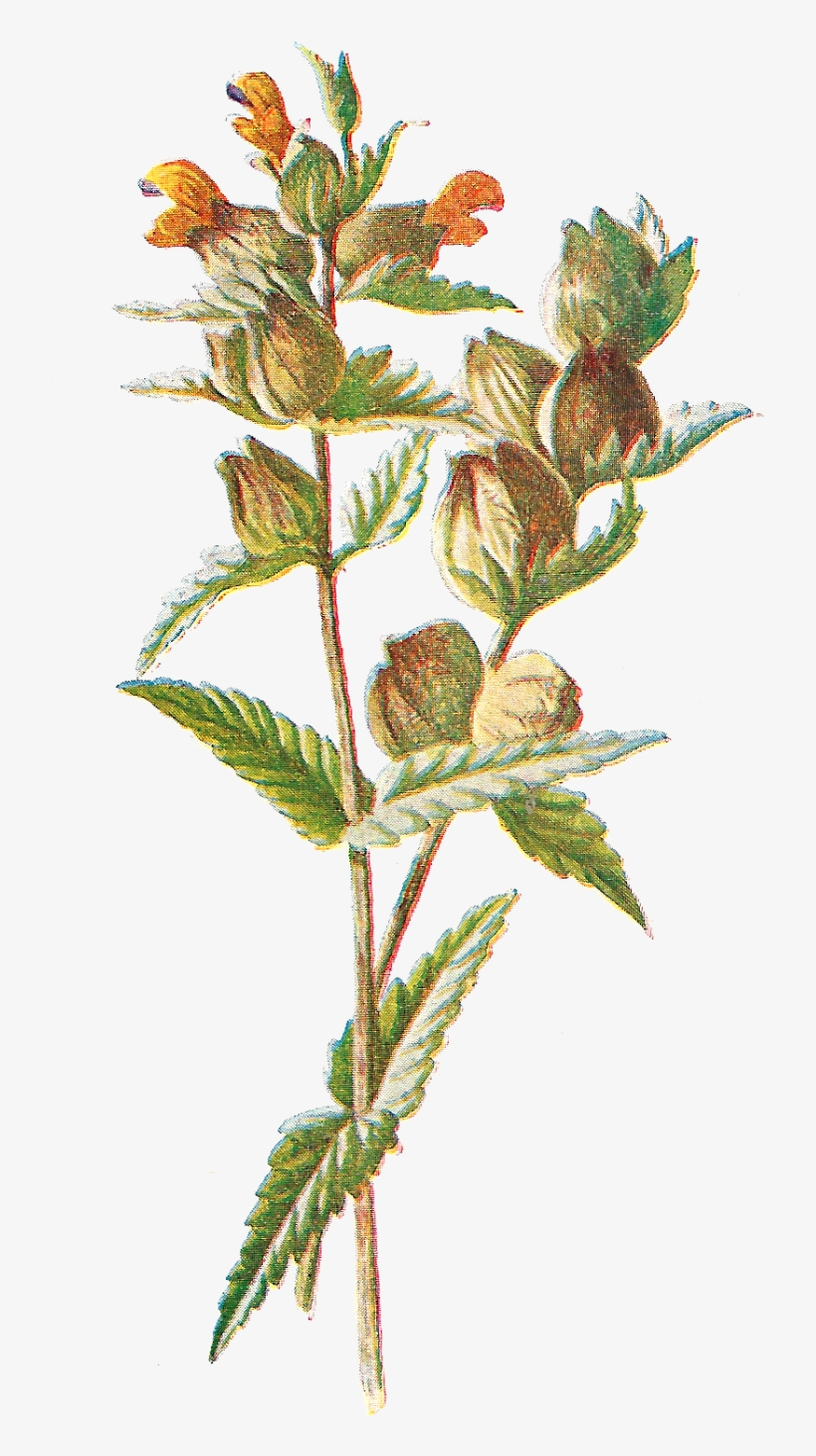 Free Digital Flower Clip Art - Print Yellow Rattle Botanical Fine Art C1883 Editorial, transparent png #693289