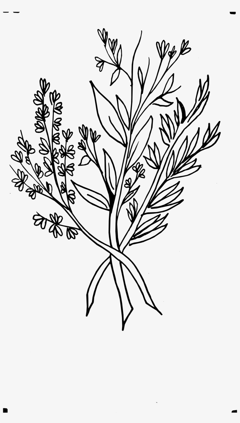 Beautiful Flowers 2019 » Wild Flower Drawing - Wild Flowers Png Drawing, transparent png #693398