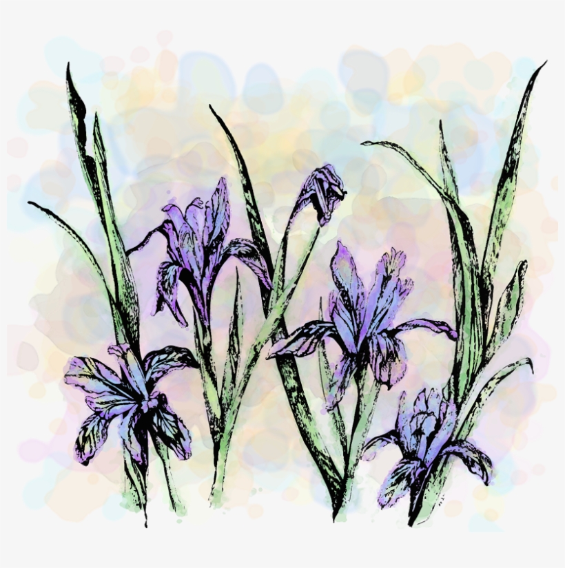 Wildflower Show -1, transparent png #693558