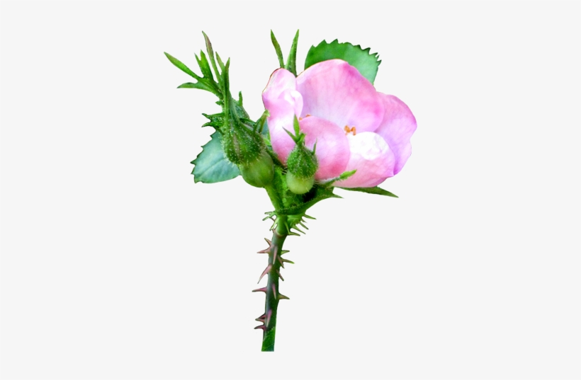 Pink Soft Rose Clipart - Rose, transparent png #693606