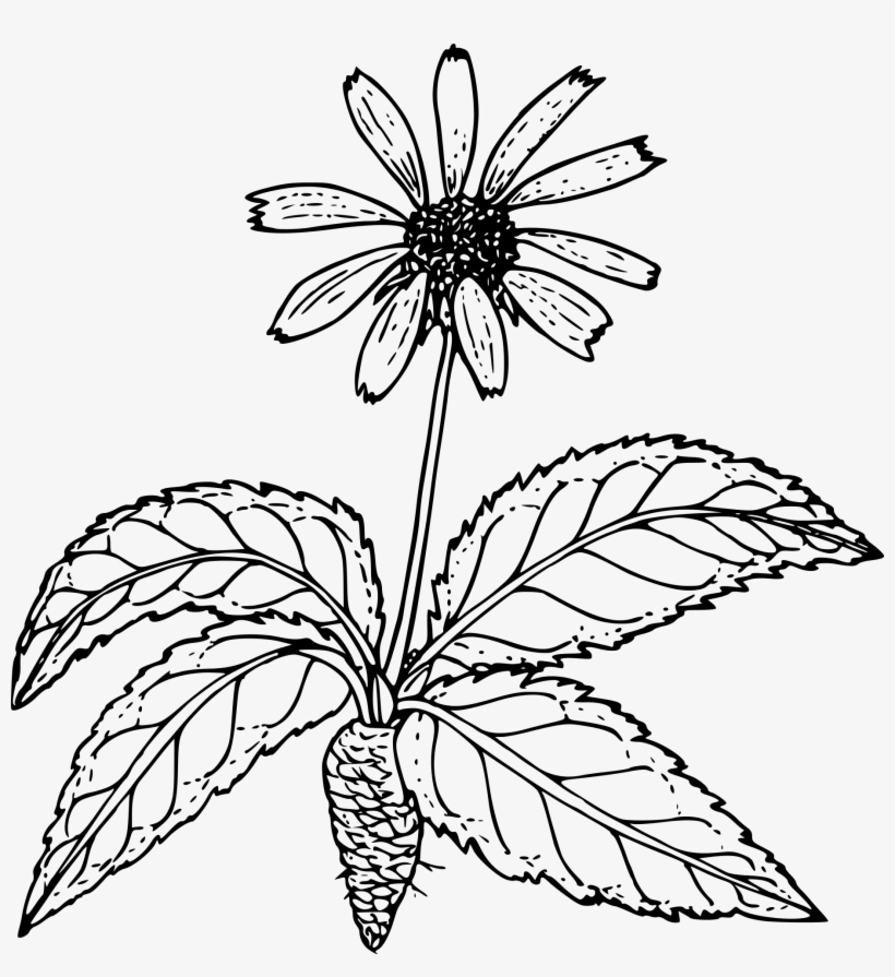 Outline Drawing Of A Wild Flower With Root Free Image - Wild Flower Black Png, transparent png #693807