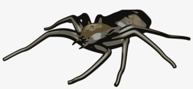 Spider Tarantula Western Black Widow Computer Icons - Arachne Clipart, transparent png #694651