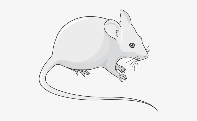 Download The Image - Rat, transparent png #695839