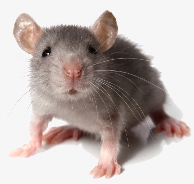 Mouse Animal Transparent Baby Mouse Pillow Case Free Transparent Png Download Pngkey