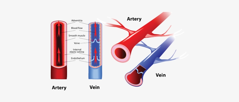 Muscle Veins Png Png Royalty Free - Arteries And Veins, transparent png #695941