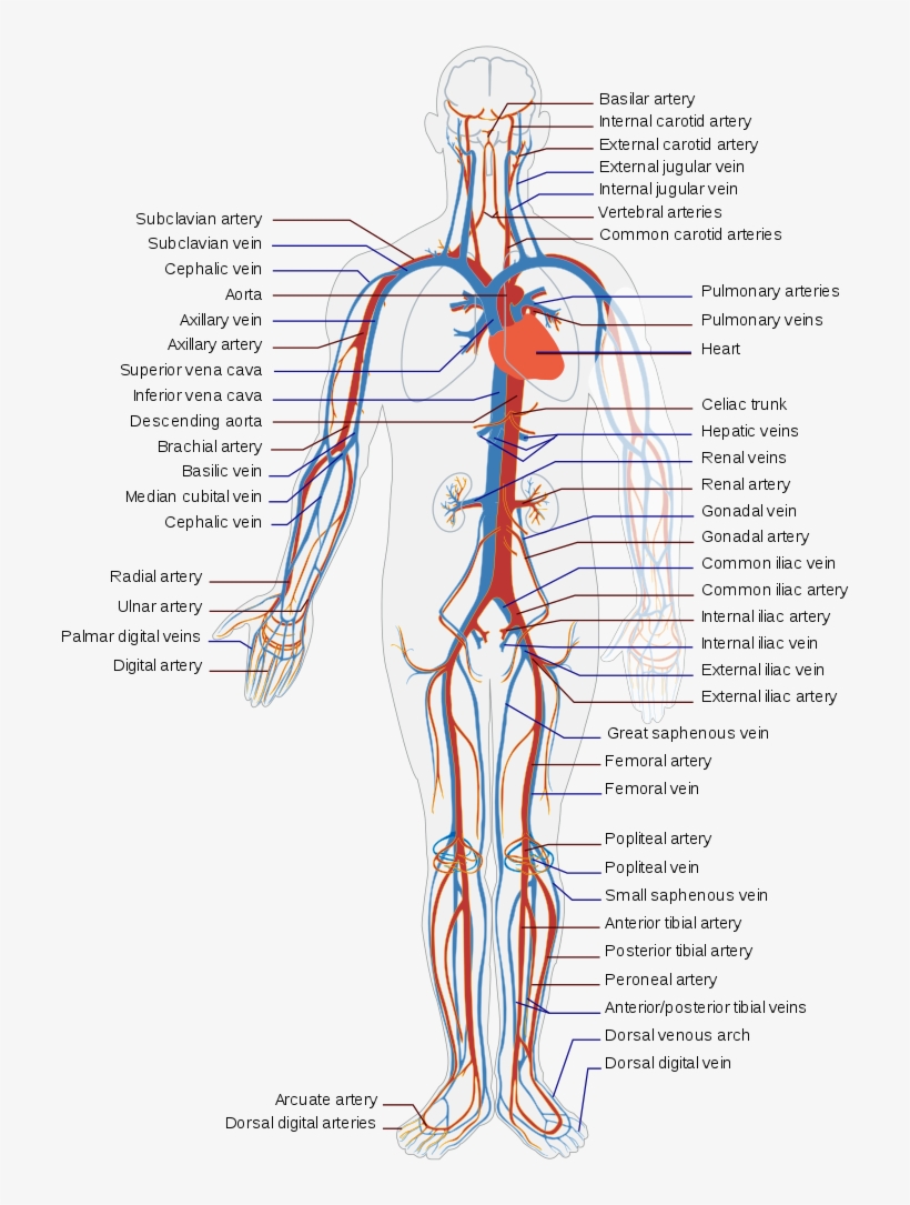 Circulatory System - Circulatory System Diagram, transparent png #695996