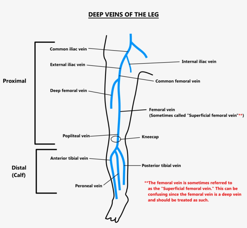Share Page - - Deep Veins Leg, transparent png #696209