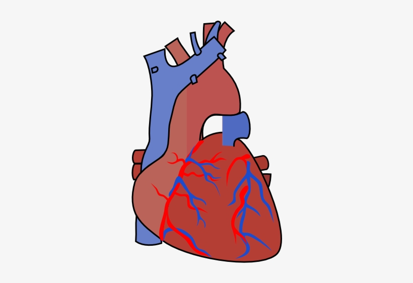 Svg Library Stock Diagram Vein Clip Art At Clker Com - Clip Art Heart Organ, transparent png #696311