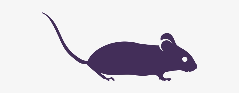 Rat, transparent png #696489