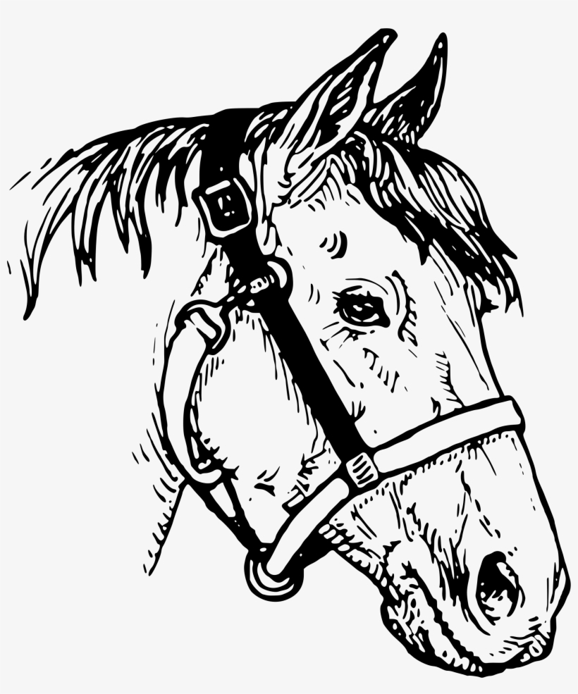 Collection Of Free Abs Horse Download On - Clipart Horse Head, transparent png #696551