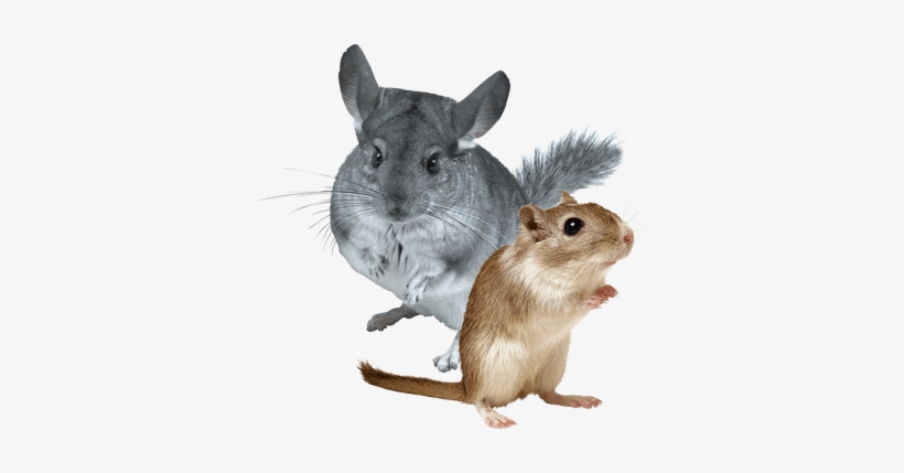 Small Animal Products - Gerbil Animal, transparent png #696604