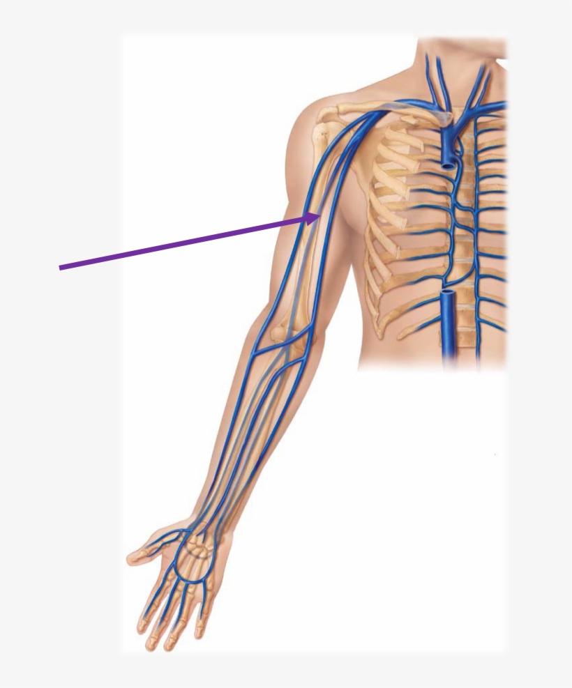 Median Cubital Vein Location, transparent png #696814