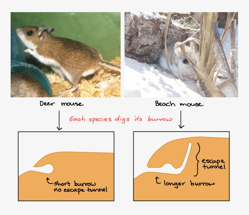 Behavior That An Animal Doesn T Need, transparent png #697119