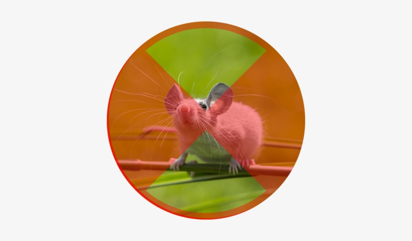 Mice Might Be Cute, But They Are Nasty Little Creatures - Computer Mouse, transparent png #697299