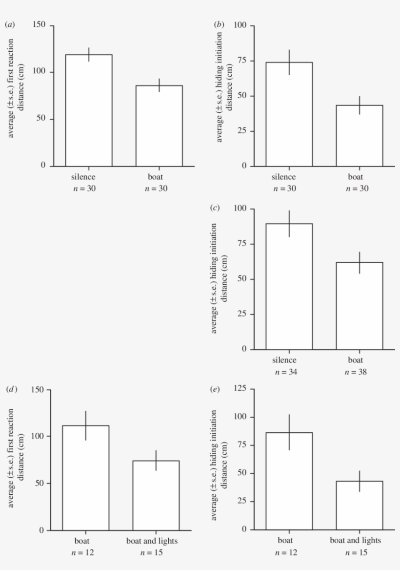 The Response Of Hermit Crabs To Approaching Threats, transparent png #6900516