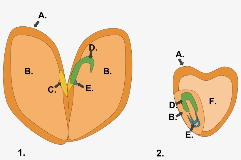 File Monocot Dicot Svg Wikimedia Commons Open, transparent png #6901187