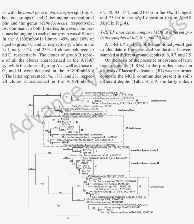 Phylogenetic Tree Of Partial Pmoa And Amoa Nucleotide, transparent png #6901237