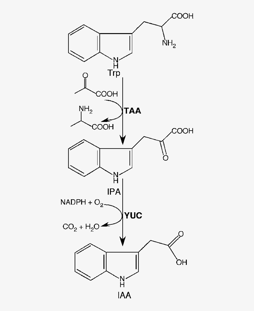 The Tryptophan-dependent Auxin Biosynthesis Pathway, transparent png #6904299