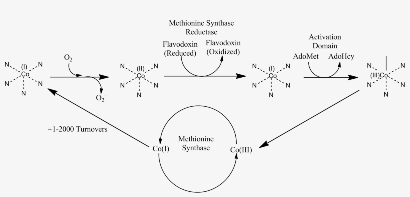 Methionine Synthase Reductase Pathway, transparent png #6904348
