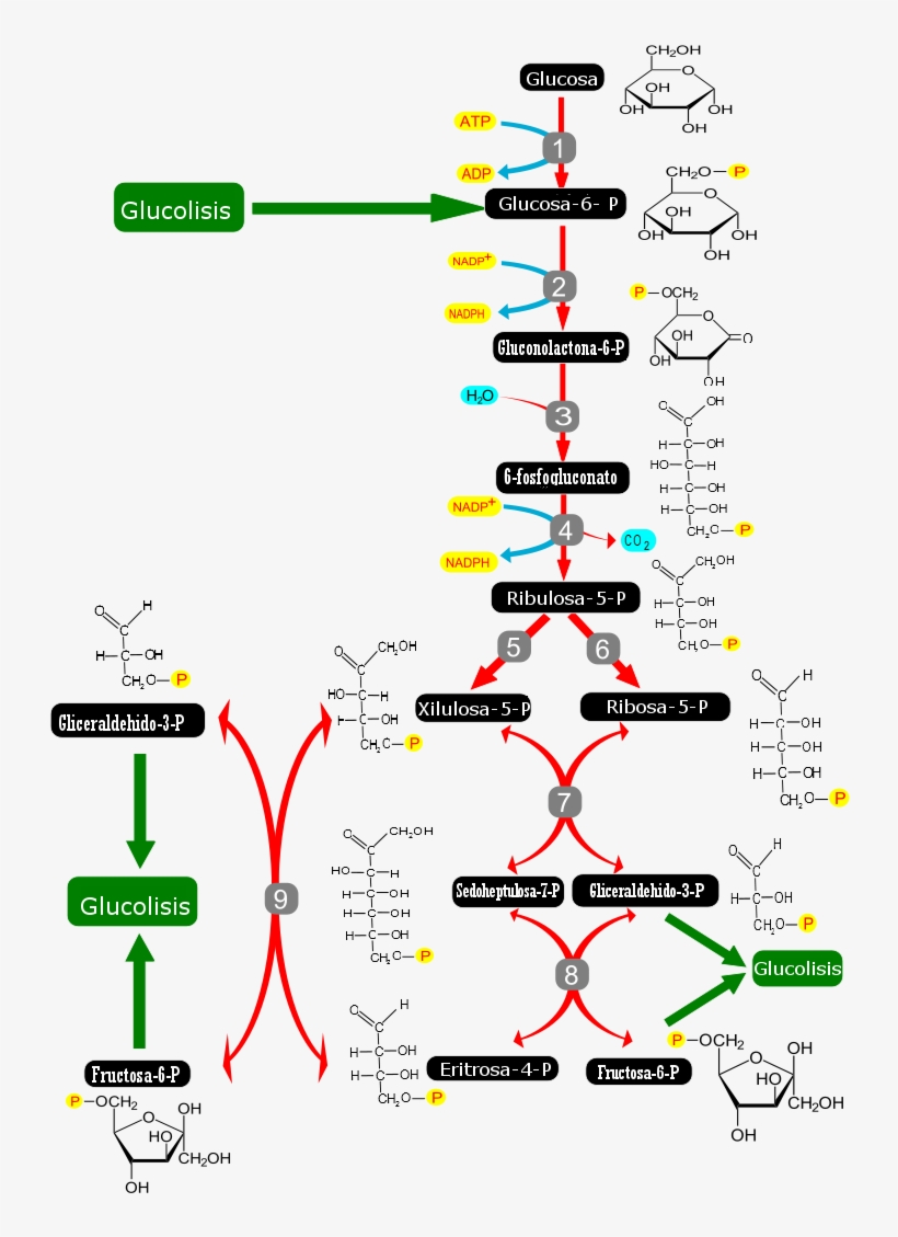 Pentose Phosphate Pathway-es, transparent png #6904537