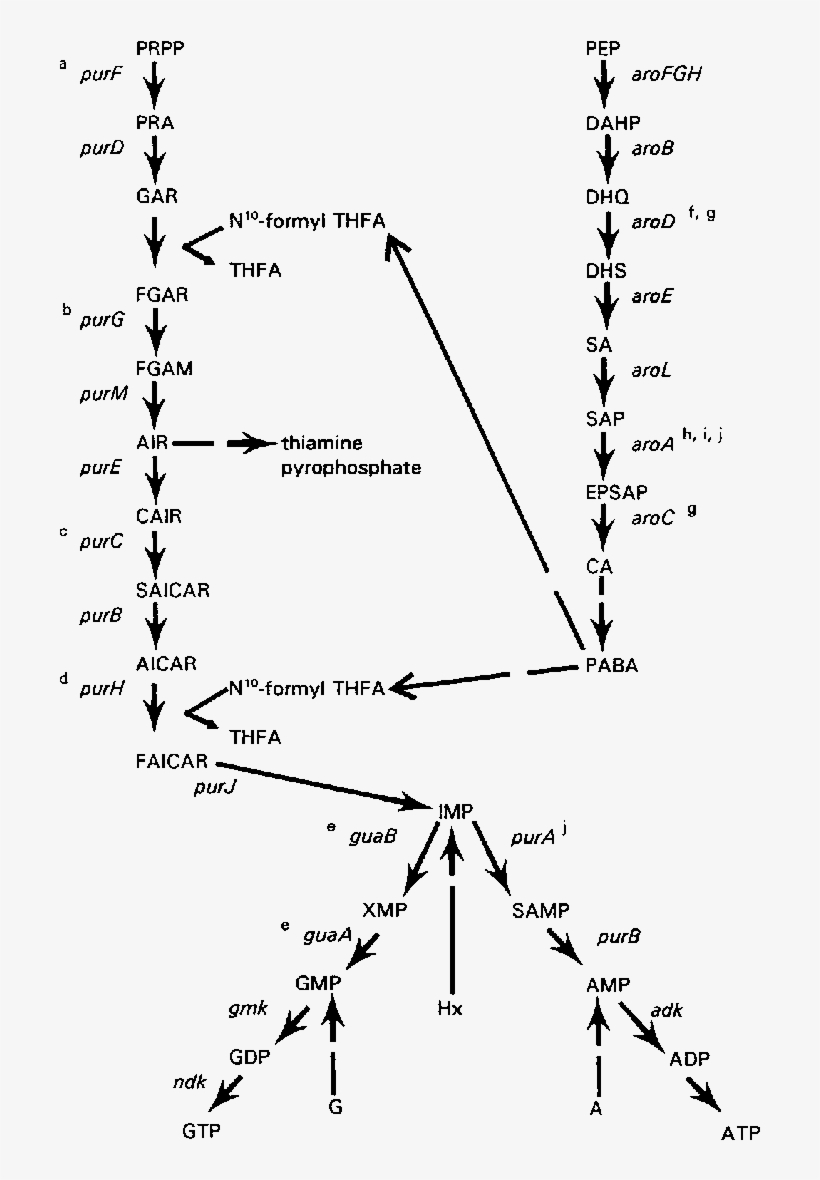 Purine De Novo Biosynthesis Pathway And Contribution, transparent png #6904594