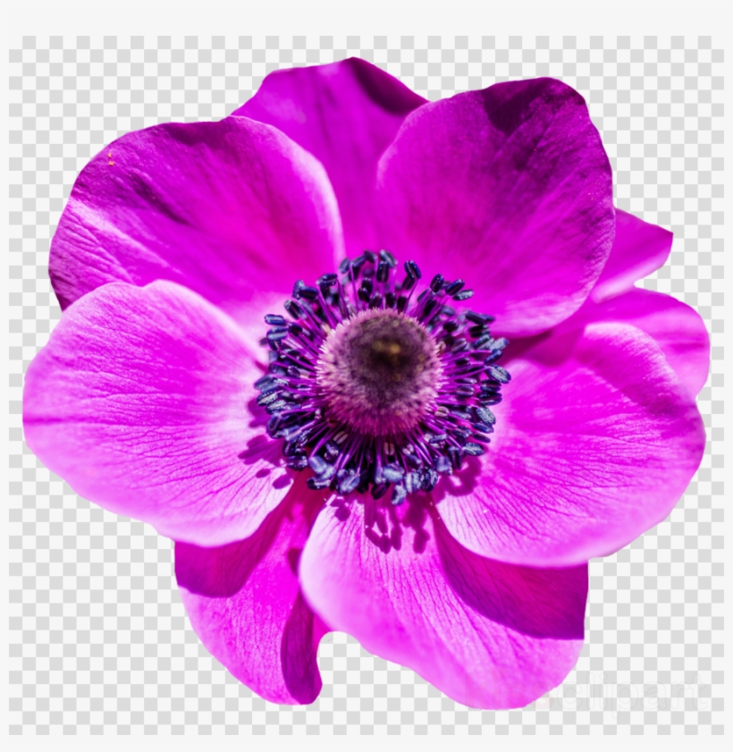 Purple Flower Png Clipart Clip Art, transparent png #6904885