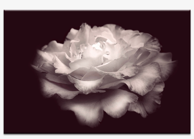 Wild Rose, transparent png #6905143