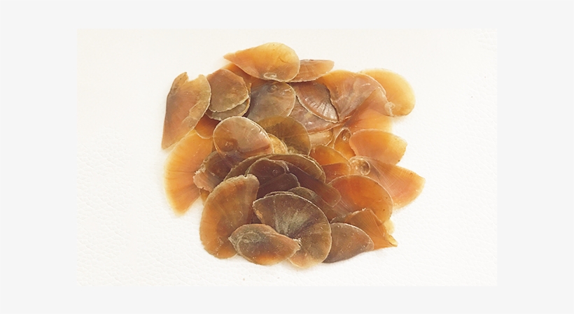 Shells Png, transparent png #6905274