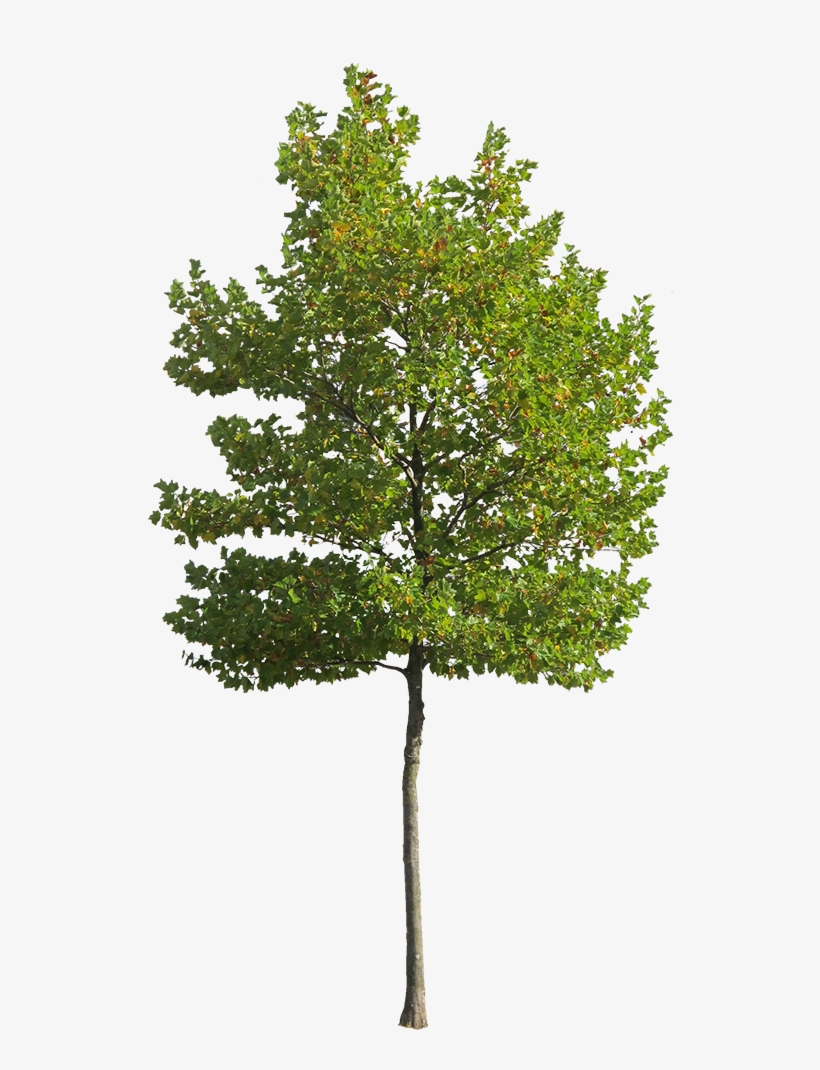Platanus Occidentalis - Small Vi - Cutout Trees, transparent png #6905629