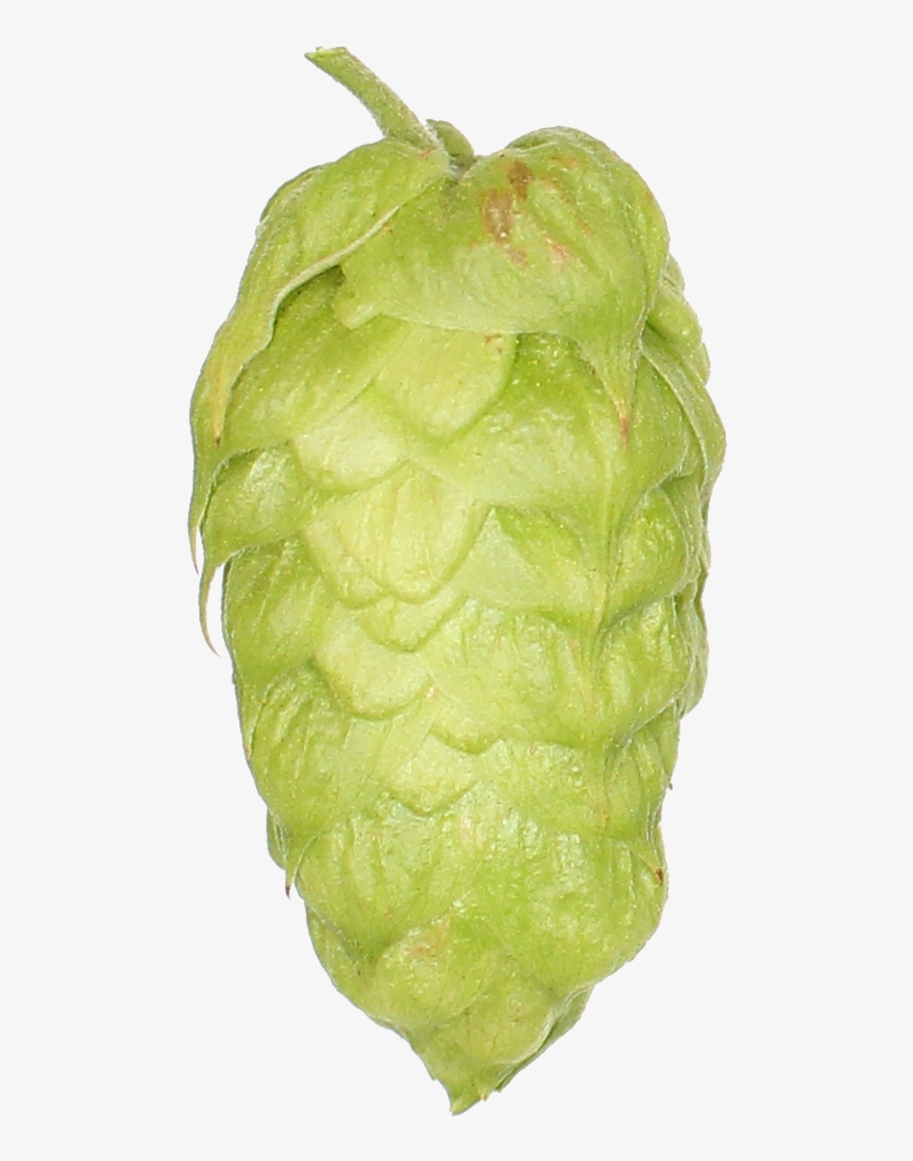 Zeus Pellet Hops 2018 Michigan Grown, transparent png #6905963