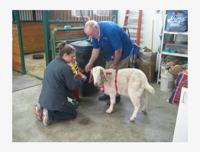 Lee's Summit Animal Hospital Doesn't Just Provide Service, transparent png #6906575